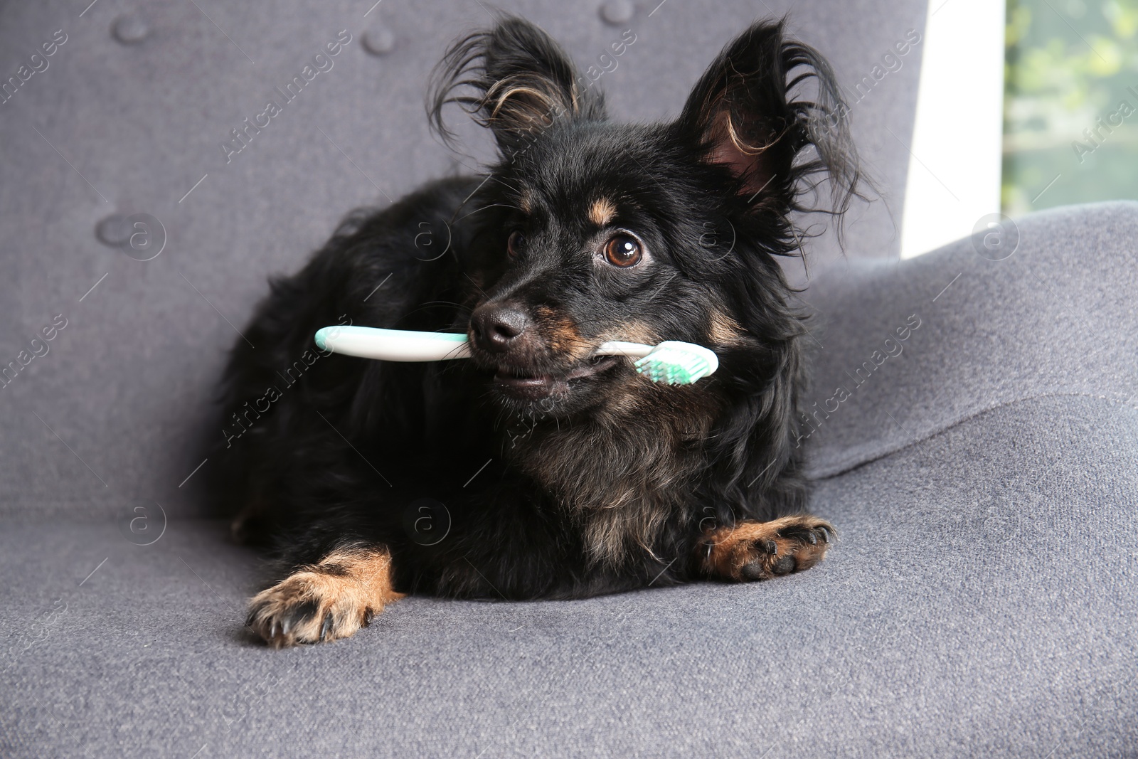 Photo of Long haired dog with toothbrush lying on sofa indoors