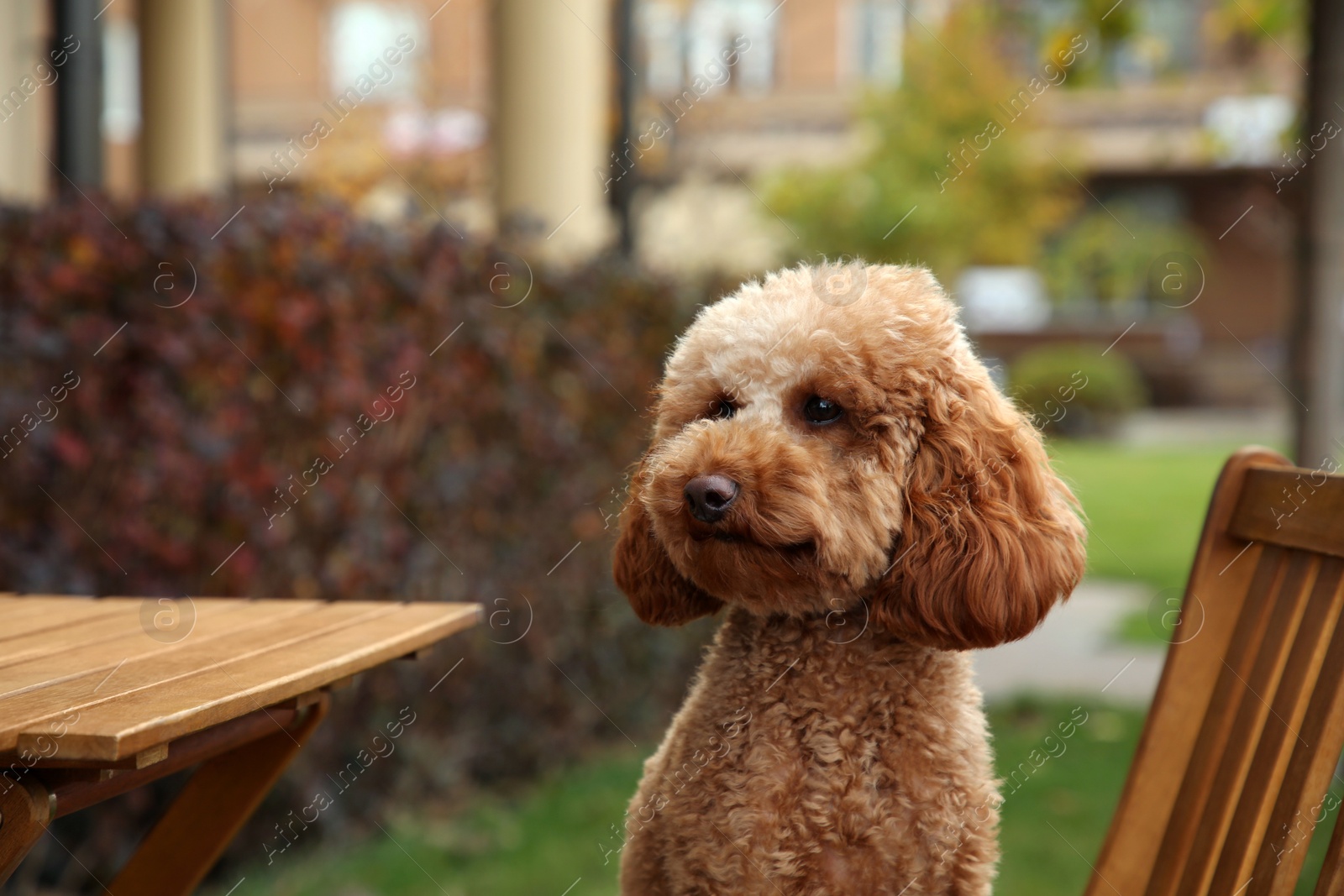 Photo of Cute fluffy dog sitting at table in outdoor cafe