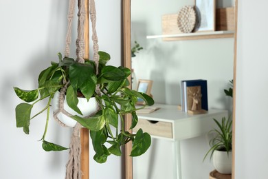 Photo of Beautiful potted houseplant hanging near white wall indoors, space for text