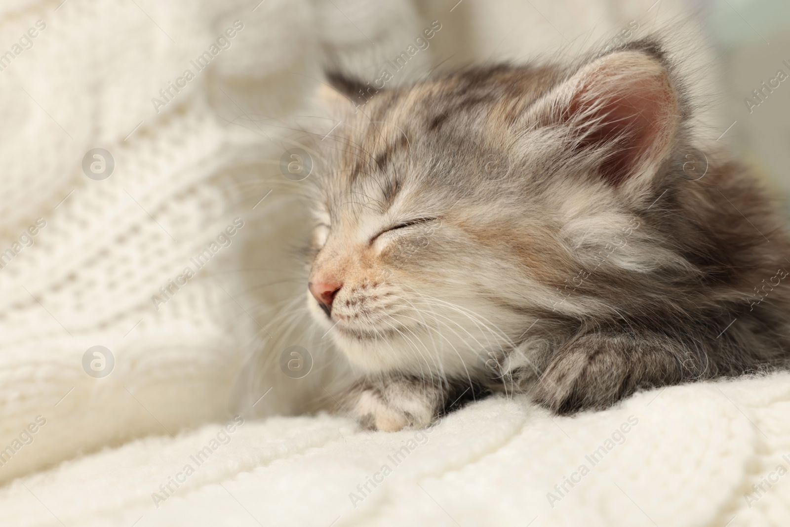 Photo of Cute kitten sleeping on white knitted blanket