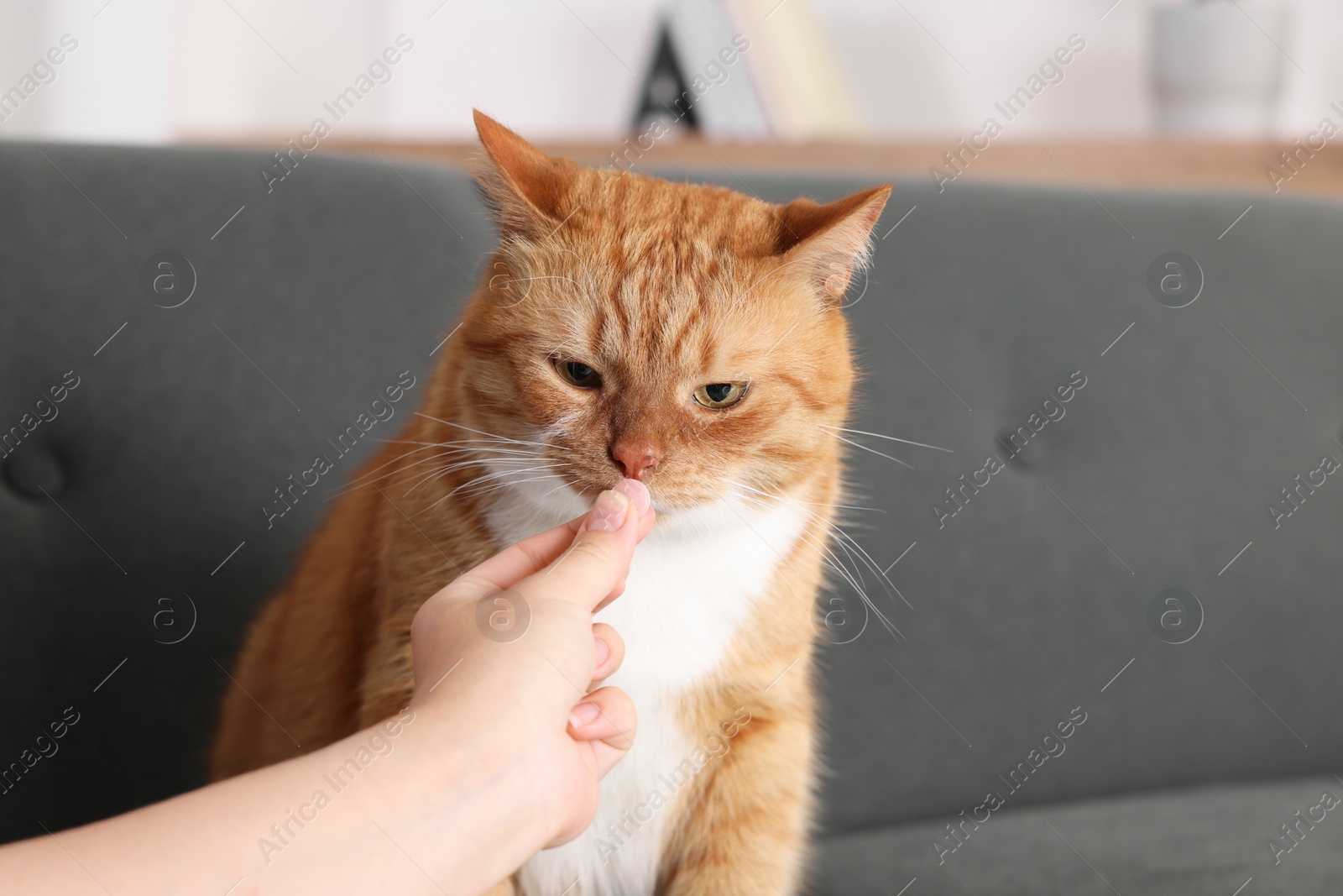 Photo of Woman giving vitamin pill to cute ginger cat on couch indoors, closeup