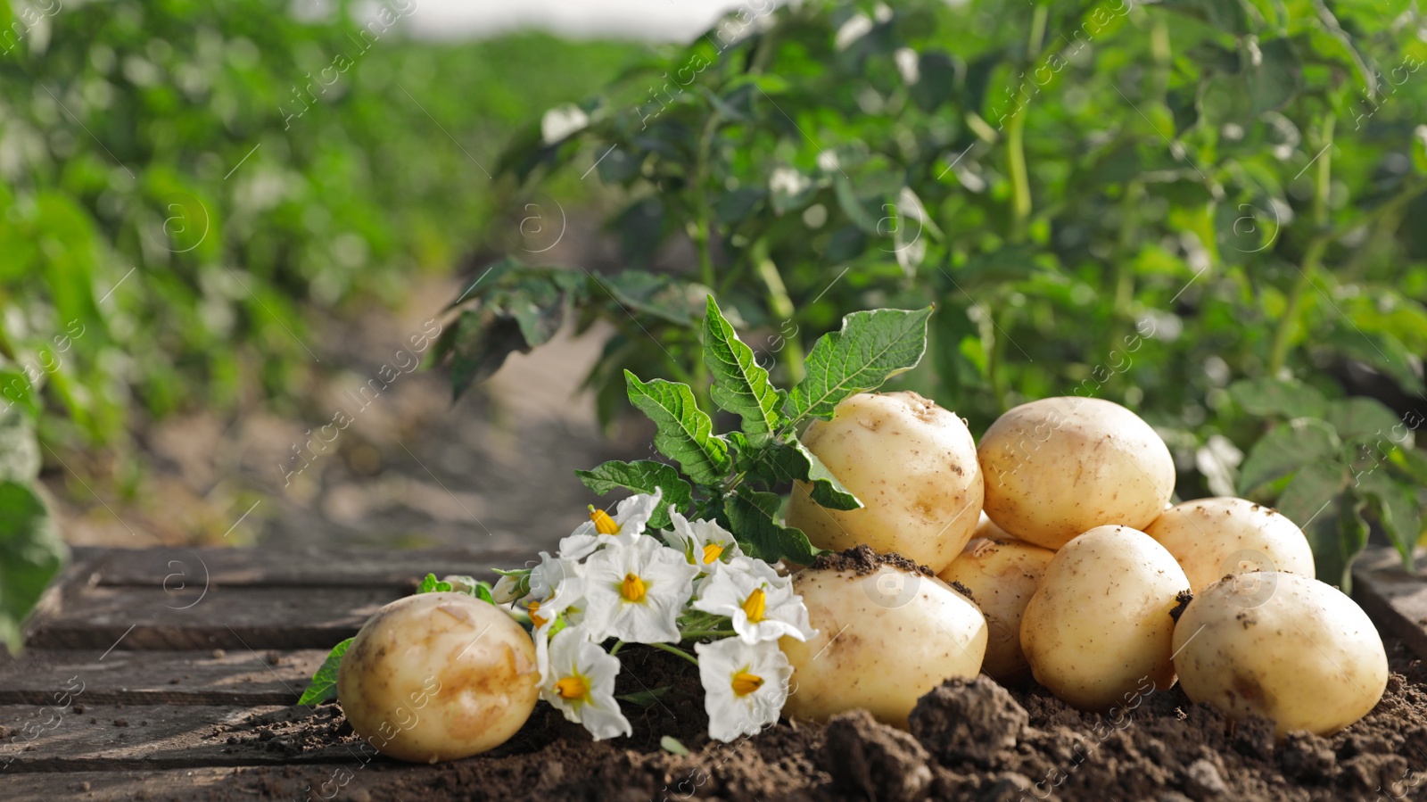 Photo of Pile of ripe potatoes on ground in field