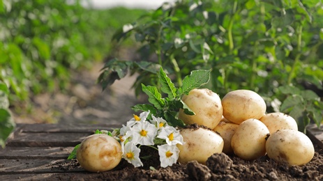 Pile of ripe potatoes on ground in field