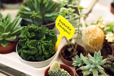 Many different beautiful succulent plants on table, closeup