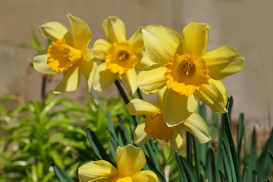 Photo of Beautiful yellow daffodils growing outdoors on spring day