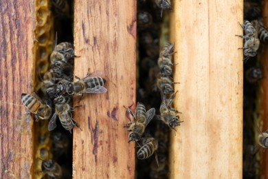 Closeup of hive frames with bees, top view