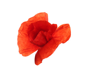 Beautiful red poppy flower isolated on white