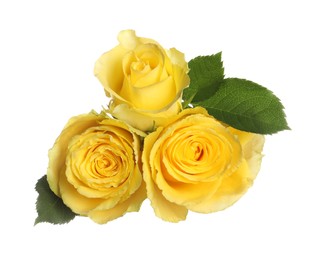 Beautiful fresh yellow roses with leaves isolated on white