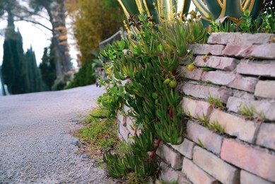 Photo of Beautiful green plants growing through brick fence outdoors