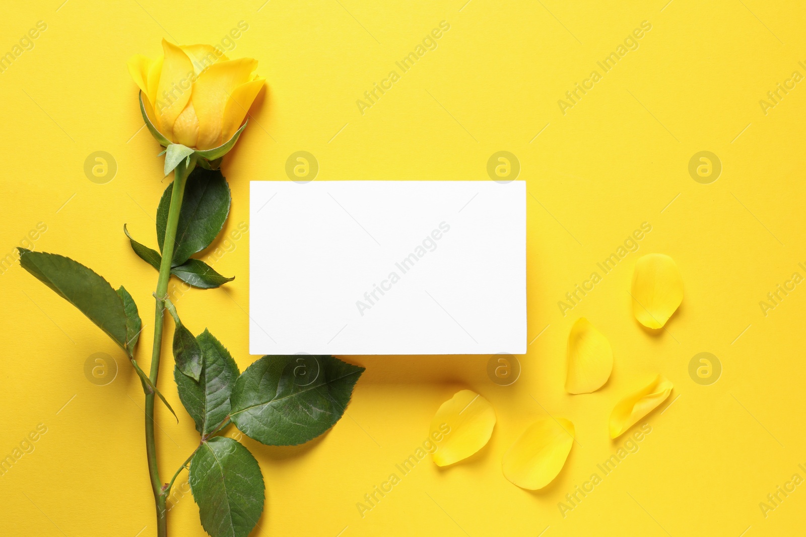 Photo of Beautiful rose, petals and blank card on yellow background, flat lay. Space for text