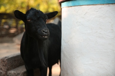 Photo of Beautiful black goat in yard. Farm animal