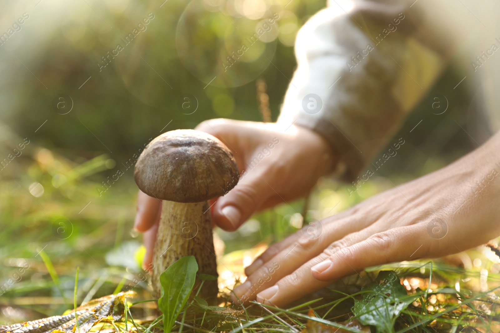 Photo of Man picking porcini mushroom in forest on autumn day, closeup