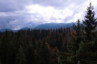 Aerial view of beautiful forest in mountains on autumn day