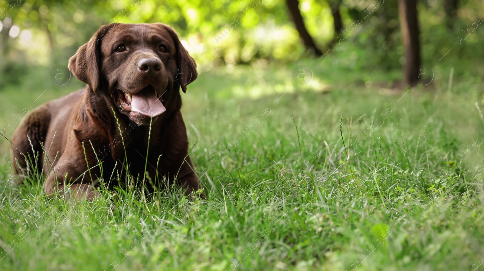 Photo of Chocolate Labrador Retriever dog lying on green grass in park. Space for text