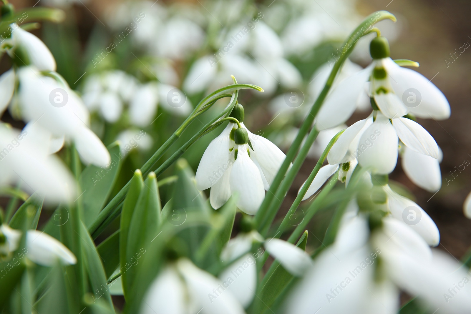 Photo of Beautiful snowdrops growing in garden, closeup. Spring flowers