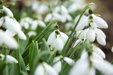 Photo of Beautiful snowdrops growing in garden, closeup. Spring flowers