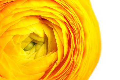 Closeup view of beautiful delicate ranunculus flower