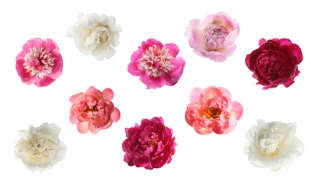 Image of Set of different beautiful peony flowers on white background