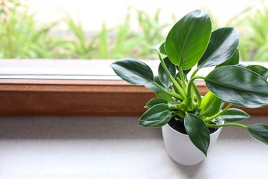 Photo of Beautiful houseplant with bright green leaves in pot on windowsill, space for text
