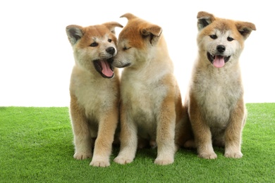 Photo of Cute akita inu puppies on artificial grass against white background