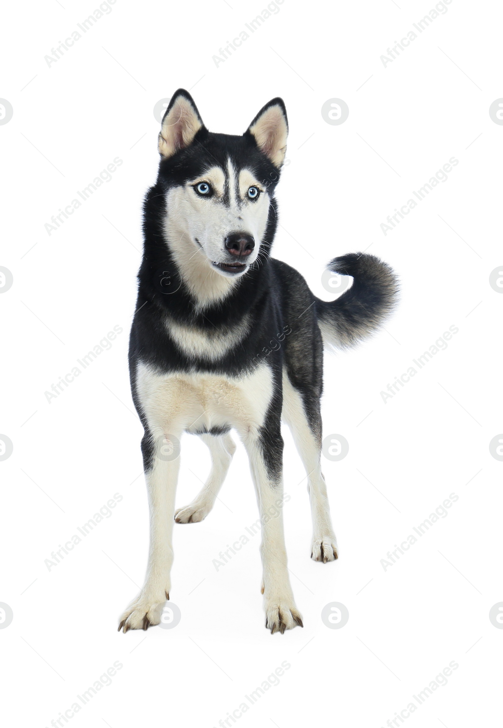 Photo of Cute Siberian Husky dog isolated on white