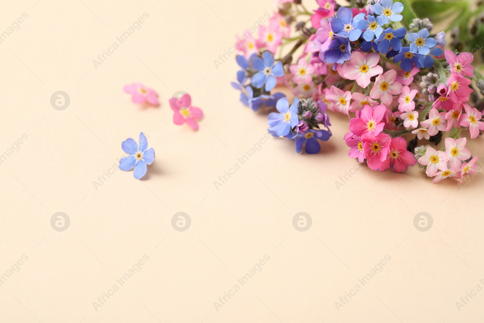 Photo of Beautiful Forget-me-not flowers on beige background, closeup. Space for text