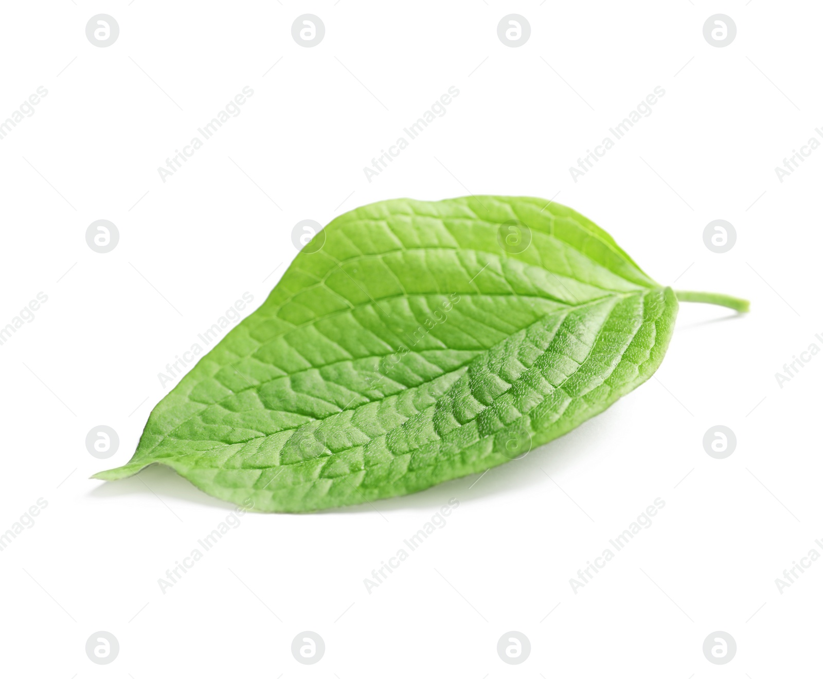 Photo of Beautiful spring green leaf on white background