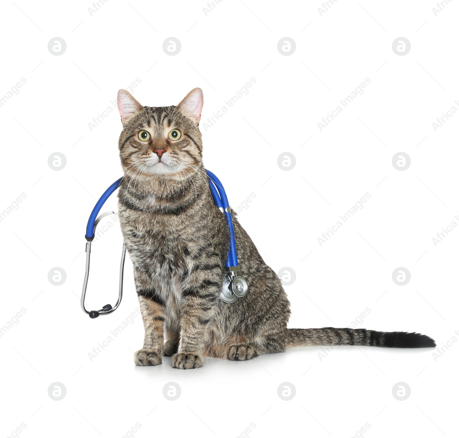 Photo of Cute cat with stethoscope as veterinarian on white background