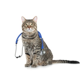 Cute cat with stethoscope as veterinarian on white background