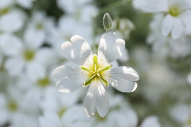 Photo of Beautiful small white snow-in-summer flower, closeup view