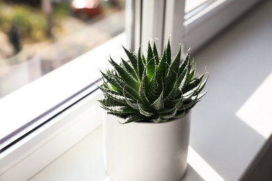 Photo of Beautiful succulent plant on windowsill at home