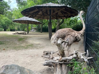 Photo of Beautiful grey African ostrich in zoo enclosure