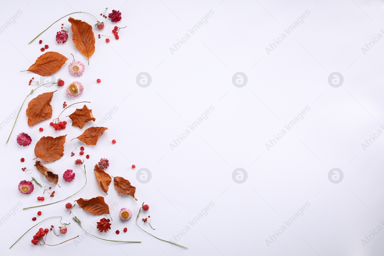 Photo of Dry autumn leaves, different flowers and berries on white background, flat lay. Space for text