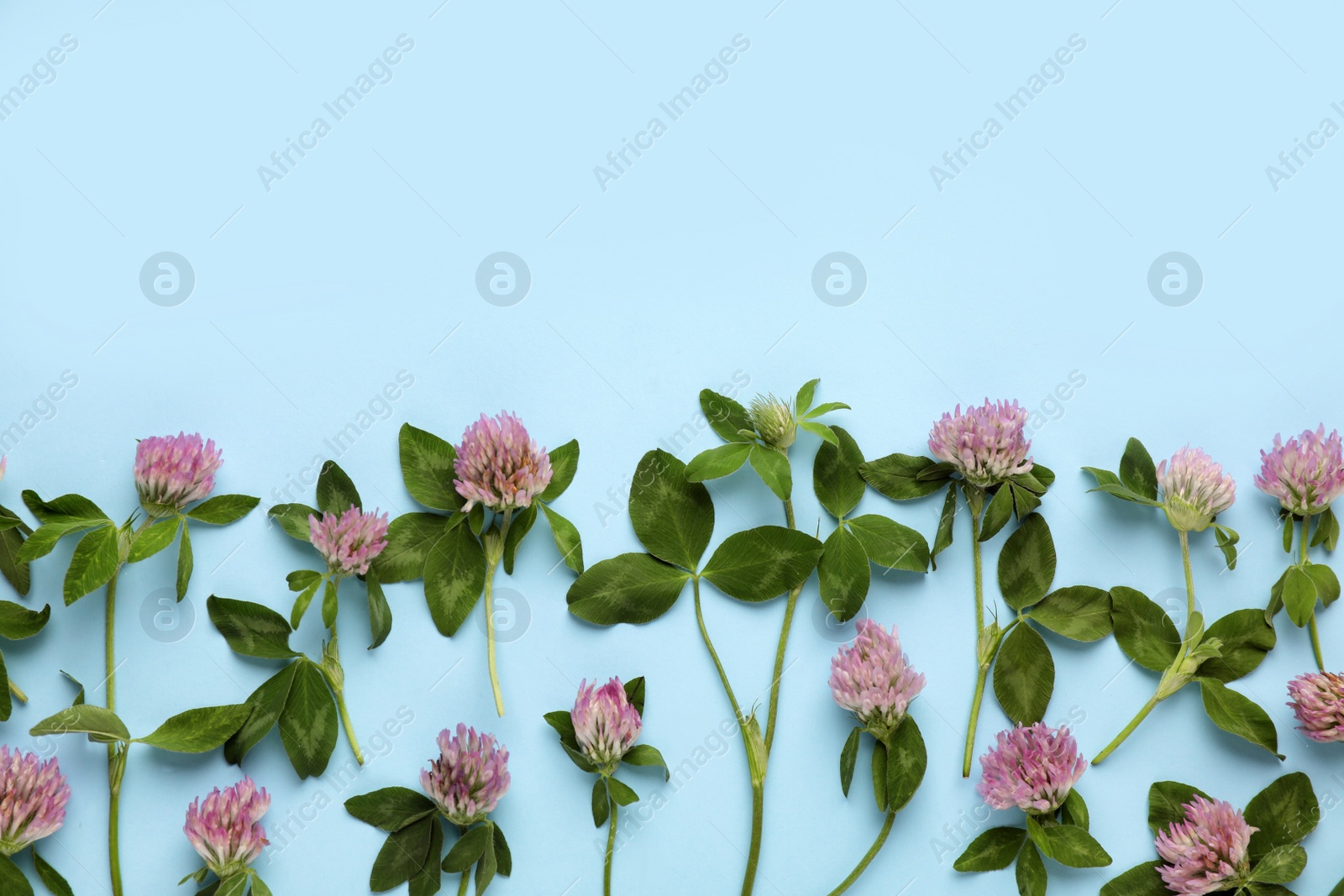 Photo of Beautiful clover flowers with green leaves on light blue background, flat lay. Space for text