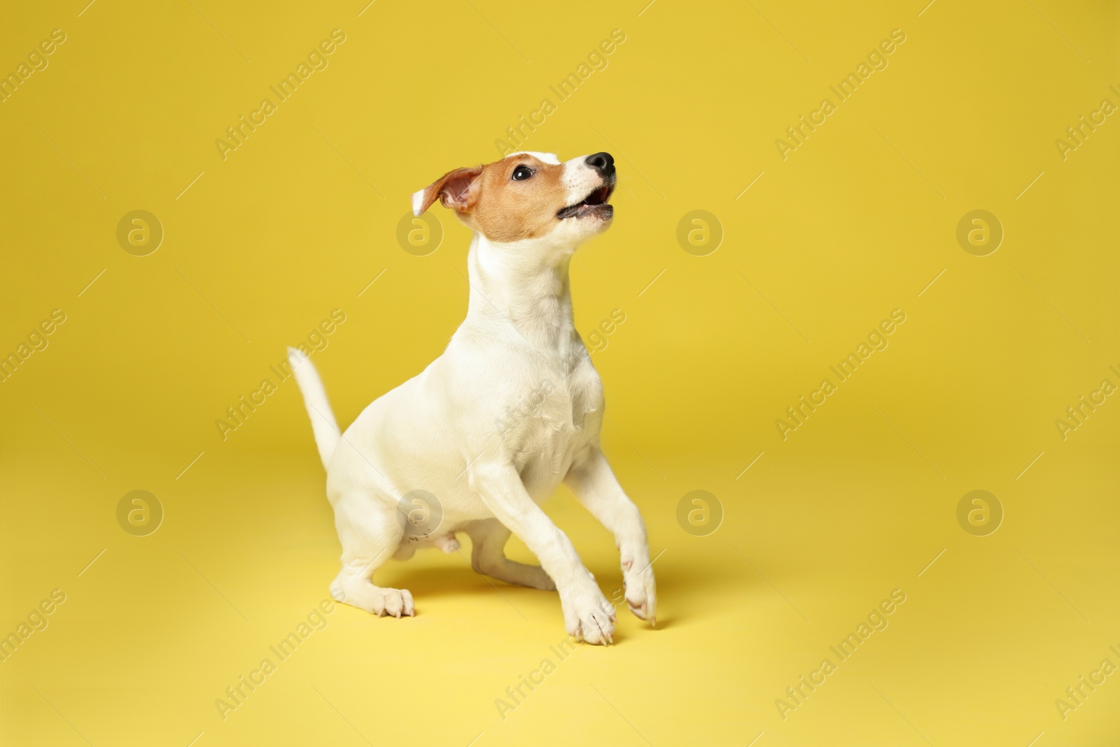 Photo of Cute Jack Russel Terrier on yellow background. Lovely dog