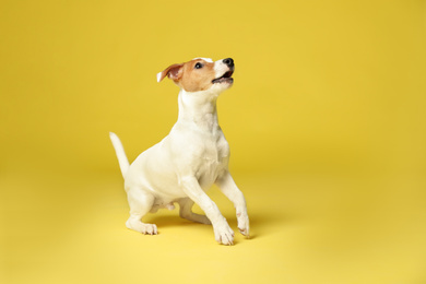 Photo of Cute Jack Russel Terrier on yellow background. Lovely dog