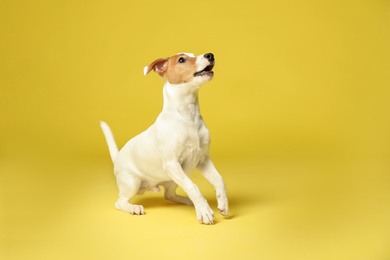 Cute Jack Russel Terrier on yellow background. Lovely dog