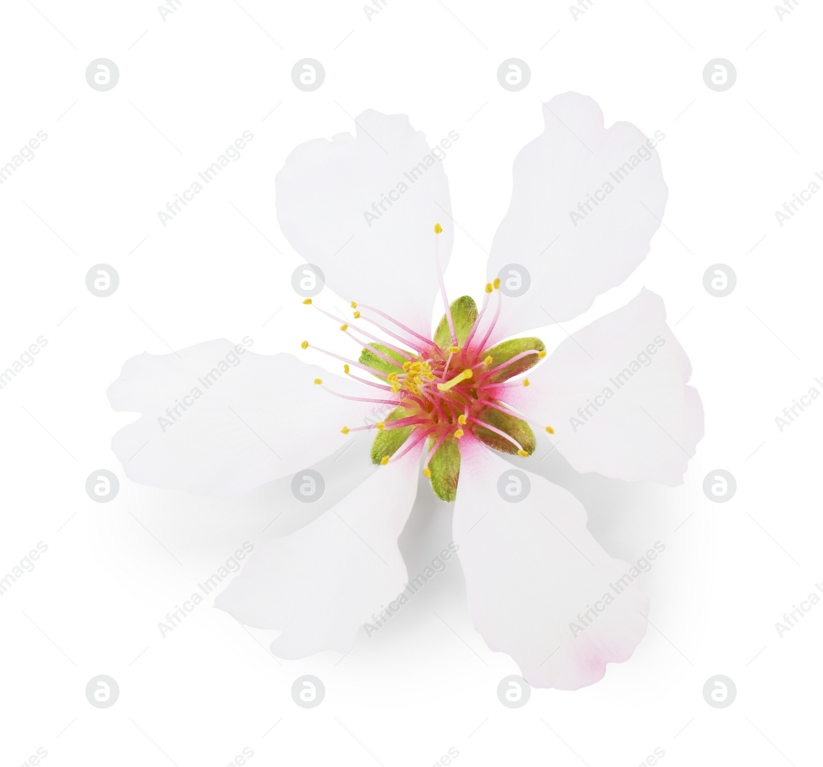 Photo of Beautiful spring tree blossom isolated on white