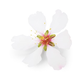 Beautiful spring tree blossom isolated on white
