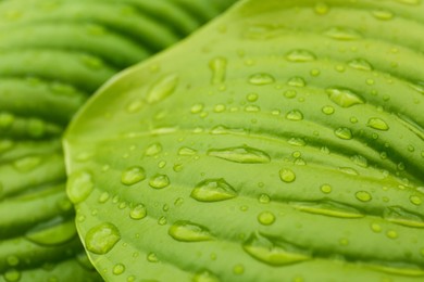 Closeup view of hosta plant with dew drops