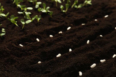 White beans in fertile soil. Vegetable seeds