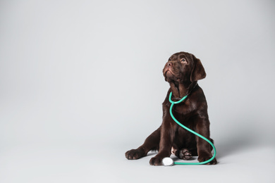 Cute Labrador dog with stethoscope as veterinarian on light grey background. Space for text