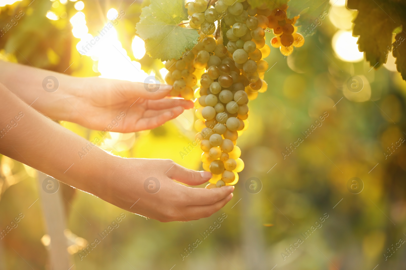 Photo of Woman picking fresh ripe juicy grapes in vineyard, closeup