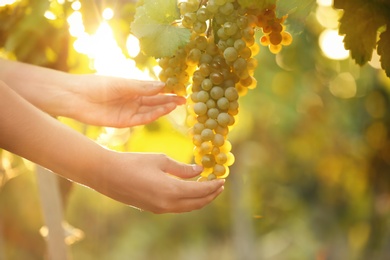 Woman picking fresh ripe juicy grapes in vineyard, closeup