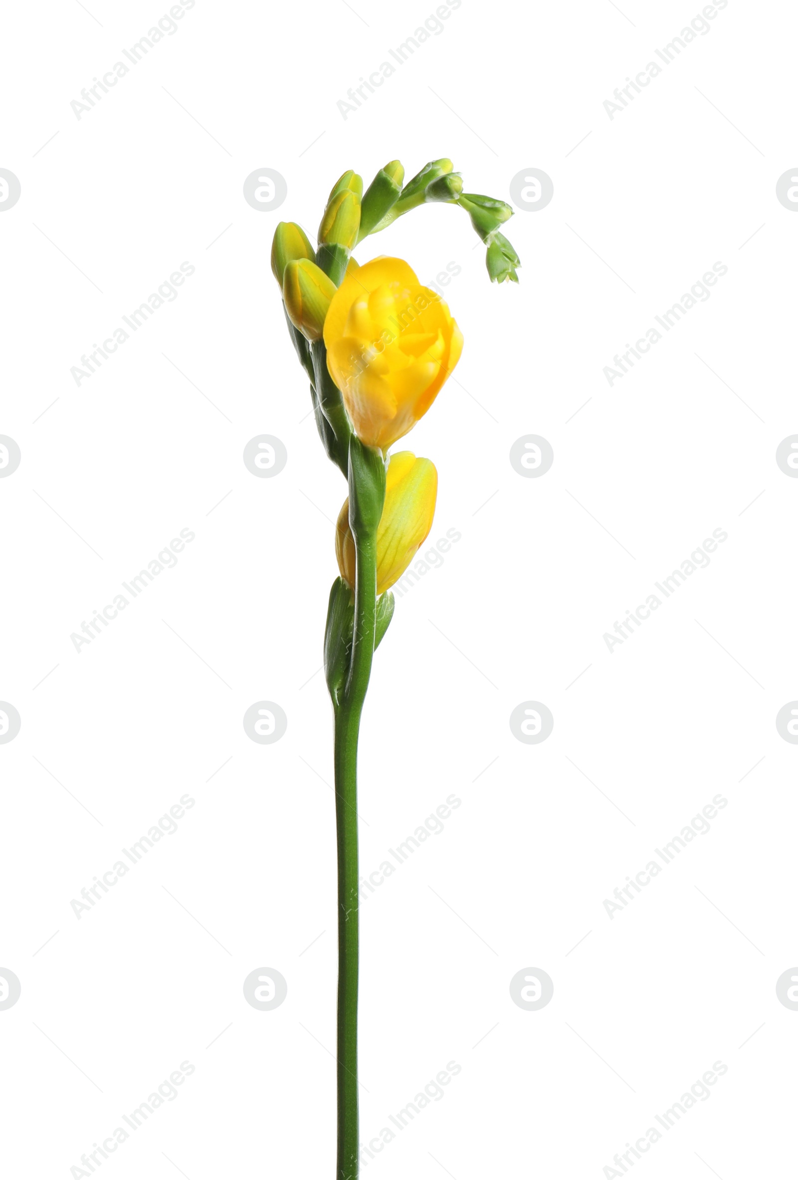 Photo of Beautiful yellow freesia flower isolated on white