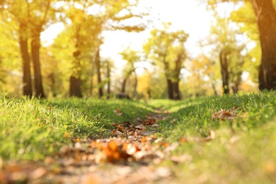 Autumn leaves on ground in beautiful park