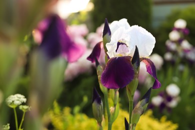 Photo of Beautiful blossoming iris outdoors, closeup. Space for text