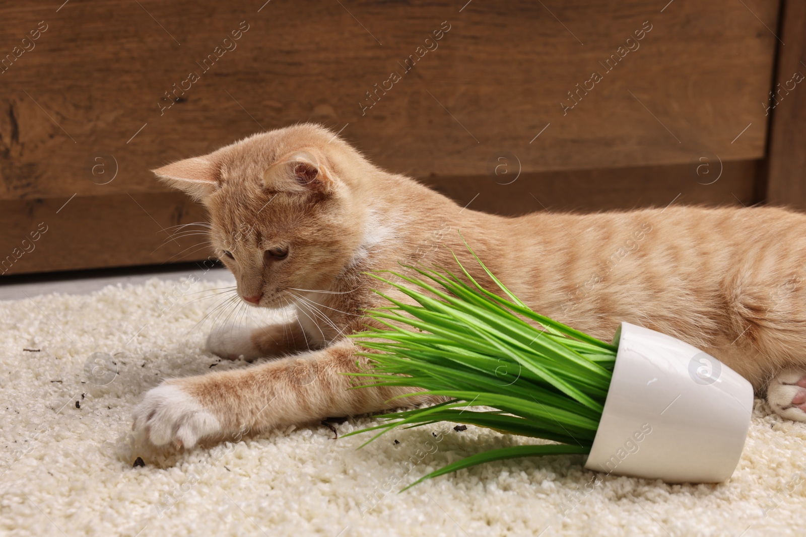 Photo of Cute ginger cat near overturned houseplant on carpet at home