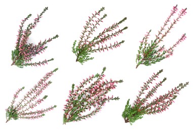 Image of Heathers with beautiful flowers on white background, collage