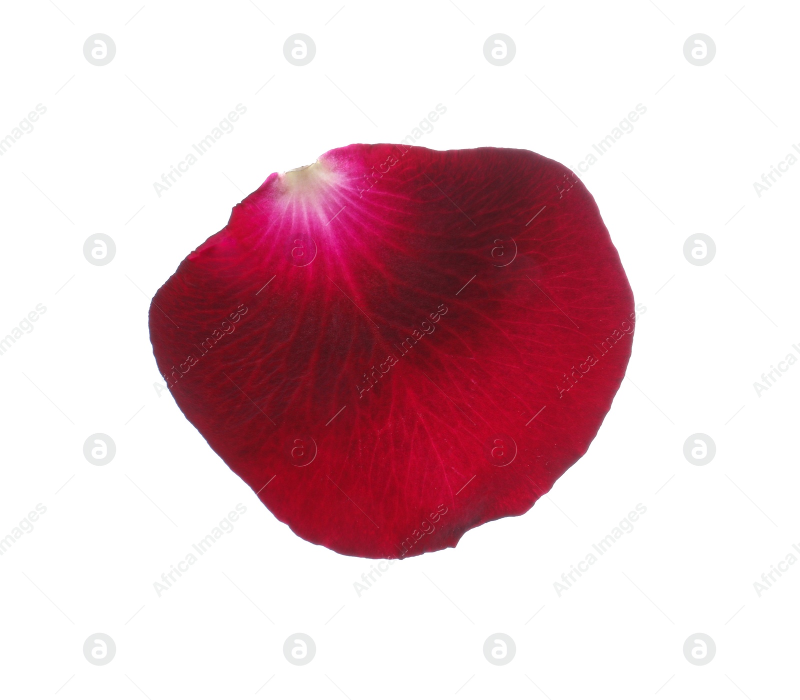 Photo of Red rose flower petal on white background